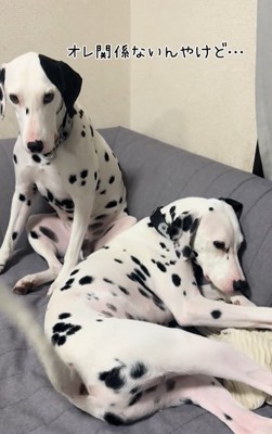 ソファで怒られる弟を呆れた表情で見つめる兄（ダルメシアン）