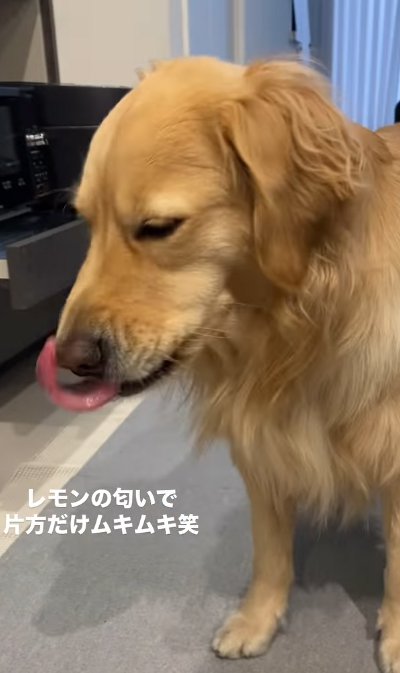 舌を出す大型犬