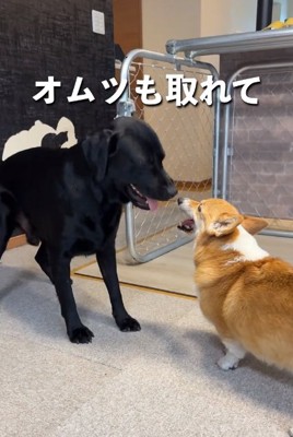 回復したモコちゃん