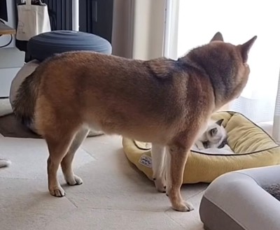 猫だけが残ったベッドを見つめる犬