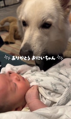 赤ちゃんが泣いた時のワンダくん⑩