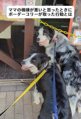 ママの機嫌が悪い時のワンコたちの行動4