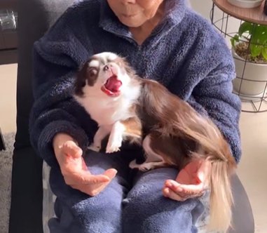 お年寄りの女性の膝で横になるチワワ