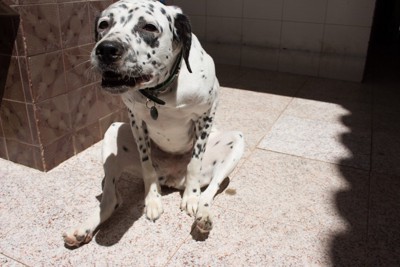 へたり込んでいる犬