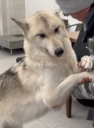 男性に甘えるウルフドッグ