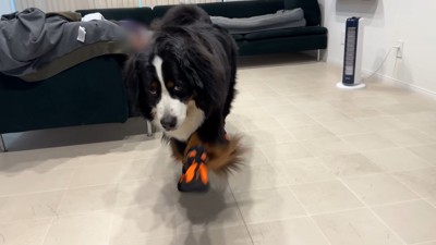 ぎこちない歩き方が可愛い!