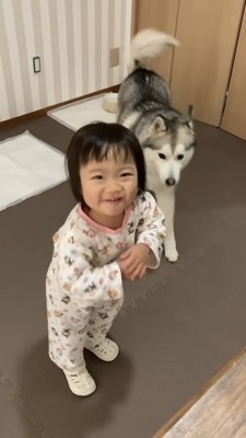 女の子の背後に忍び寄るハスキー