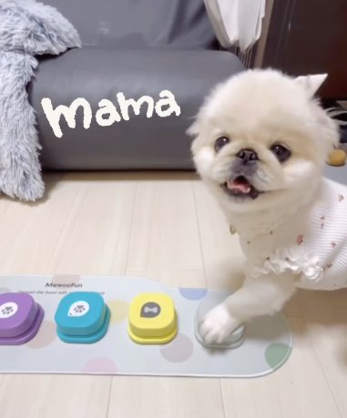 トーキングボタンを触るペキニーズ