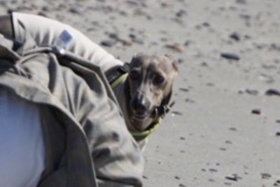 飼い主さんを心配するプットくん3