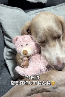 ぬいぐるみと添い寝する犬