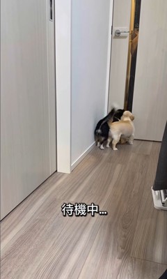 ママさん帰宅時のピノちゃん＆パルムちゃん