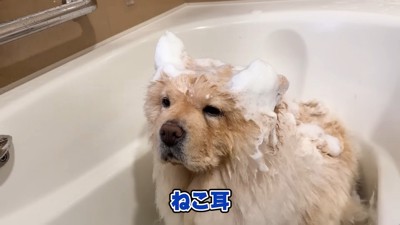 泡で遊ぶも…この表情