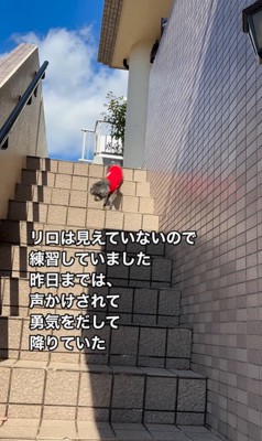 頑張って階段を下りるリロちゃん3