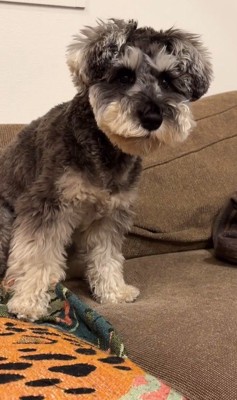 ぺぺ君が注意された時の反応5