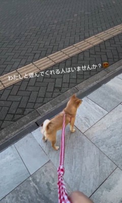 遊んでくれる人を探すせらちゃん