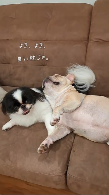 弟犬をまくらにするフレブル