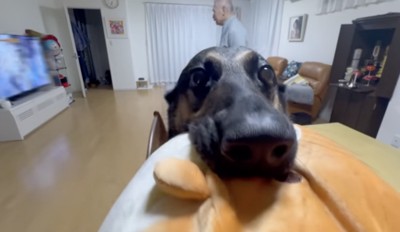 「上手にお留守番できたよ!」