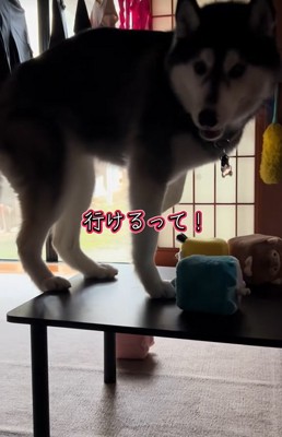 飼い主を見つめる大型犬