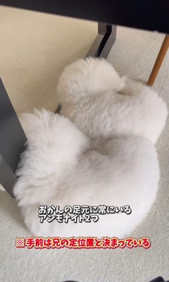 似すぎているおうじ君&あんじちゃん2