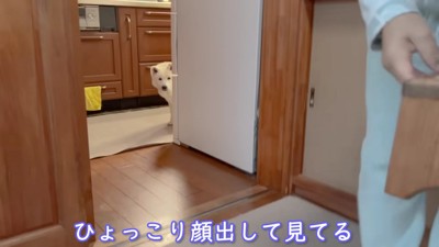 ご飯はまだかな?