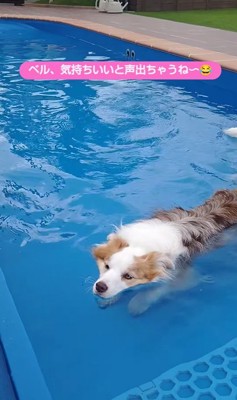 プールで遊ぶボーダーコリー