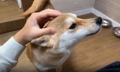 なでられる犬3