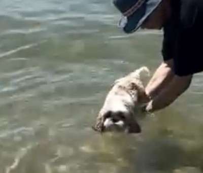 ゆっくり犬かき