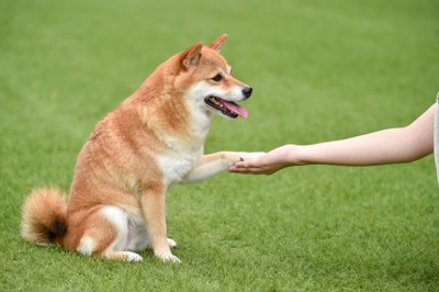 お手する柴犬