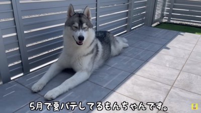 夏バテ気味のもんちゃん