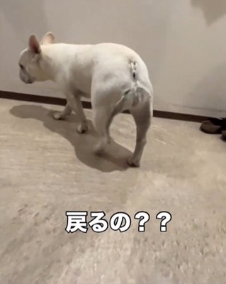 引き返す犬2