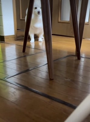 テーブルの下の犬