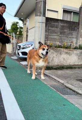 前を見る犬2