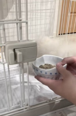 ごはんをあげる飼い主さん