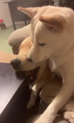 テーブルを噛むサンちゃんに…