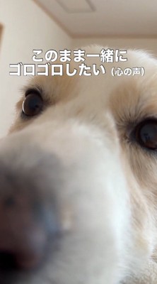 飼い主の体の上に寝転がるボーダーコリー