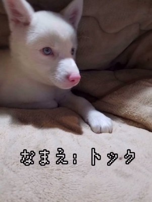 子犬のトックちゃん