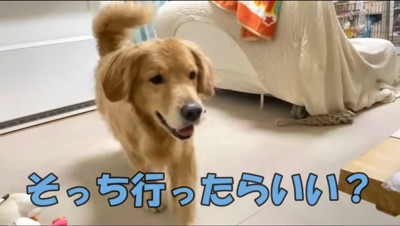 女の子の元へ歩いていく大型犬