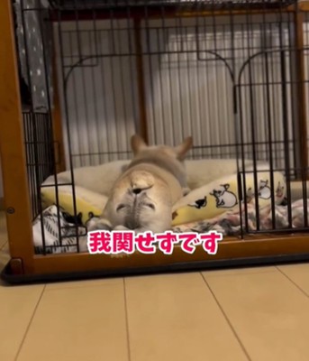寝る犬