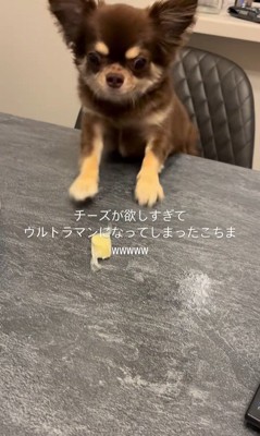 チーズを取りたいココちゃん5