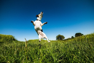 飛び跳ねる犬