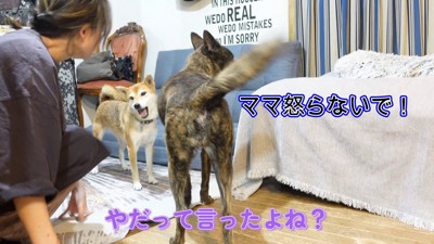 お説教するママさん
