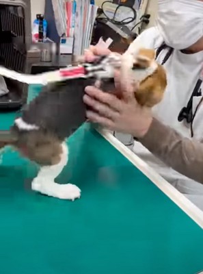 どうにかして手の中から抜け出そうとする犬