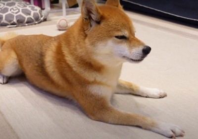 伏せた犬