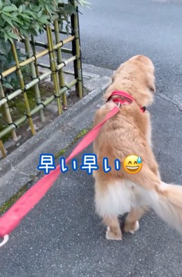 立ち去る犬