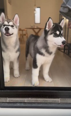 窓際で並ぶ兄弟犬（子犬）