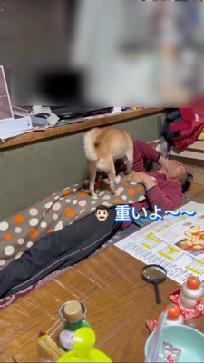 犬乗られて「重いよ」というお父さん