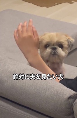 ひょっこり顔を出すワンコ