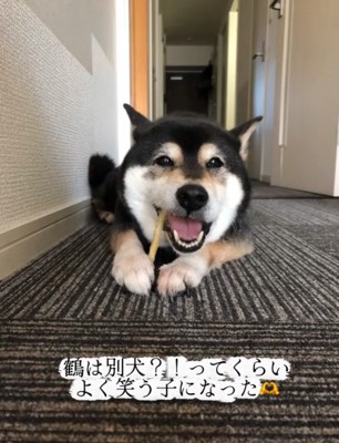 笑顔でガムを噛む老犬