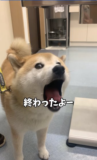 診察台の下であくびをしている柴犬