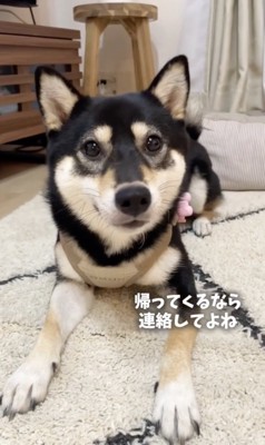 パパの彼女ですから！